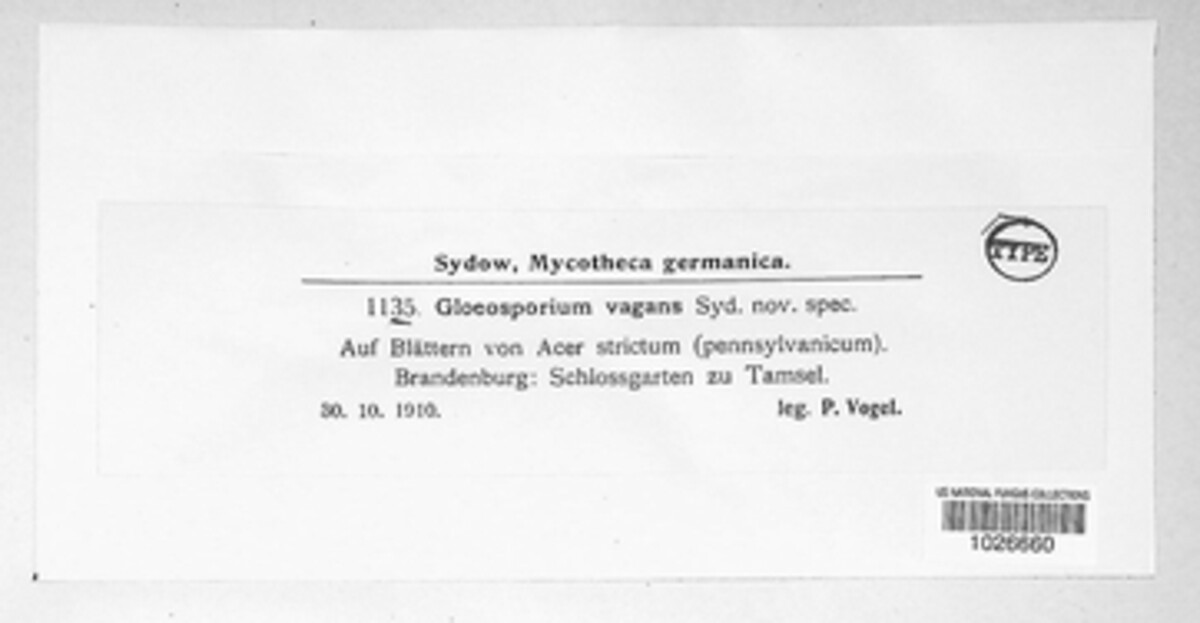 Gloeosporium vagans image